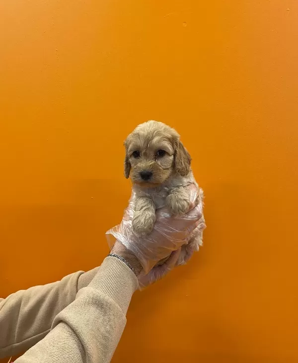 Irk Ve Sağlık Garantili Maltipoo Yavrularımız