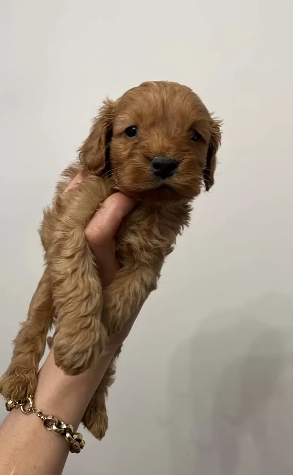 Maltipoo Yavrularım Sağlık Ve Irk Garantilidirler