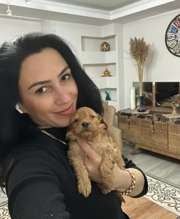 Maltipoo Yavrularım Sağlık Ve Irk Garantilidirler