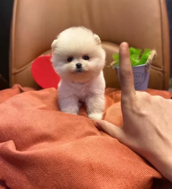 Parmak Cocuk Casper Teddy Bear Teacup