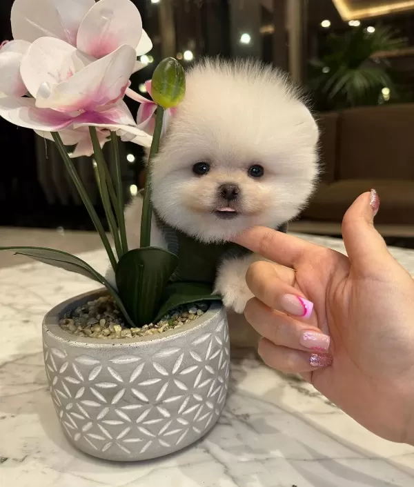 Daha Guzeli Olmadıgına Eminiz Gerçek Teddy