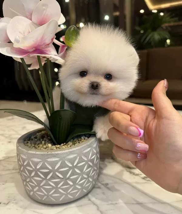 Daha Guzeli Olmadıgına Eminiz Gerçek Teddy