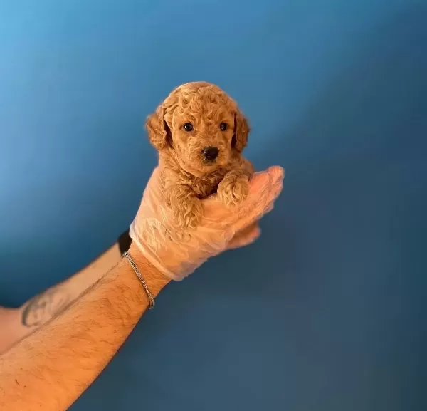 Gerçek Red Toy Poodle Yavrularımız