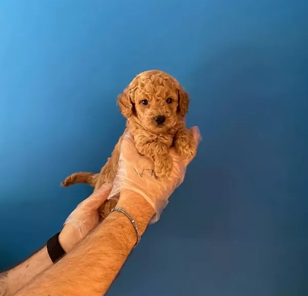 Gerçek Red Toy Poodle Yavrularımız
