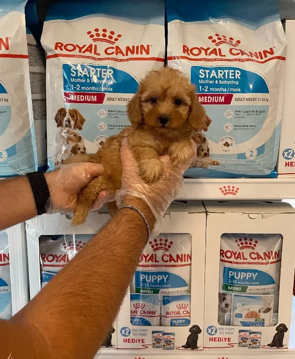 Gerçek Maltipoo Yavrularımız
