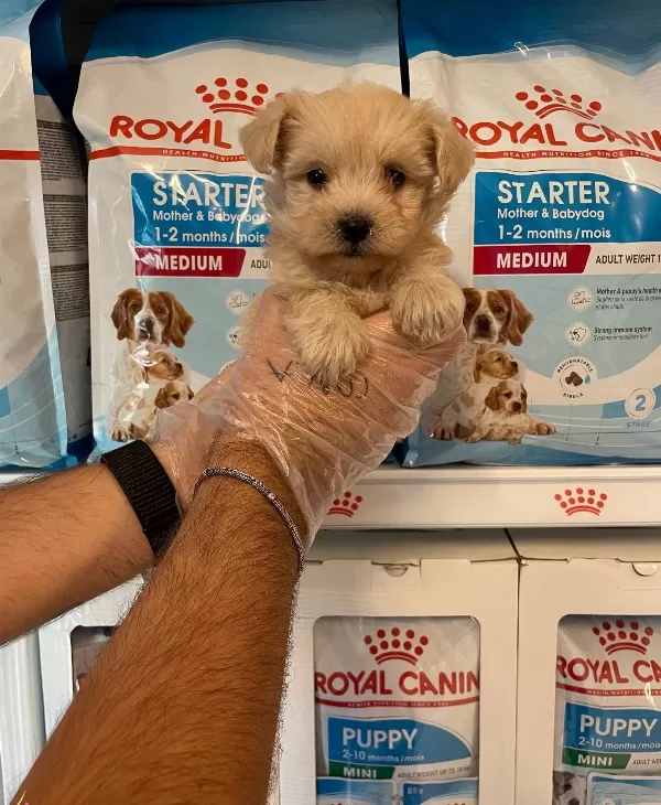 Gerçek Maltipoo Yavrularımız