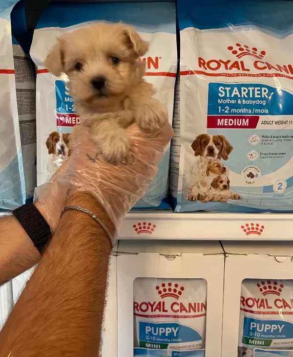 Gerçek Maltipoo Yavrularımız