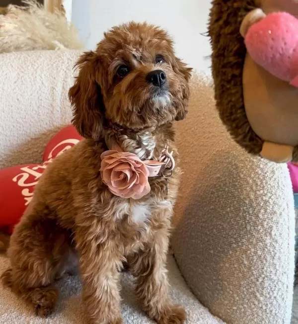 Muhteşem Cavapoo Yavruları
