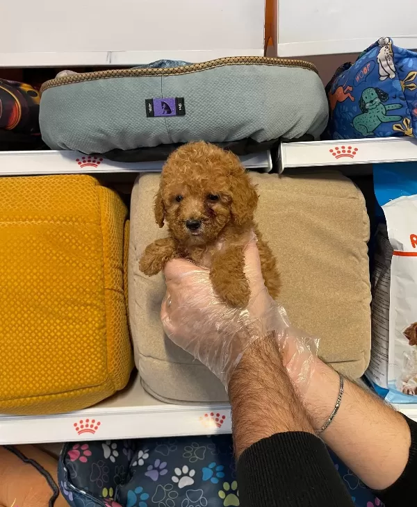 Red Orjinal Toy Poodle Yavrularımız