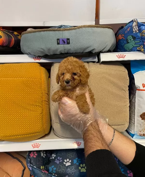 Red Orjinal Toy Poodle Yavrularımız