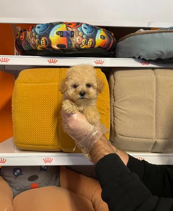 Oyuncak Surat Gerçek Toy Poodle Yavruları