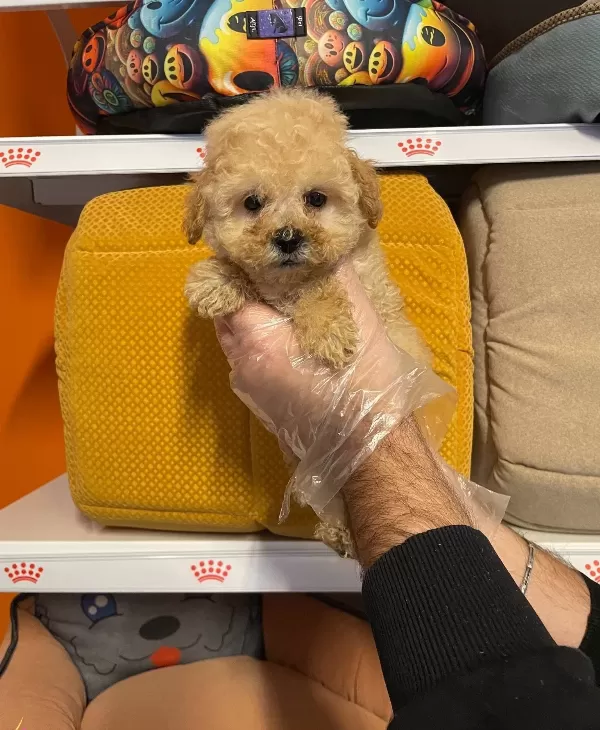 Oyuncak Surat Gerçek Toy Poodle Yavruları