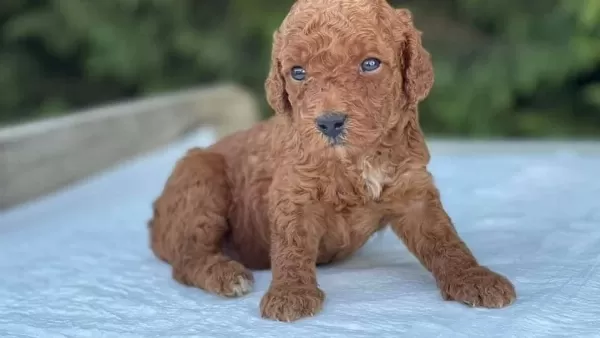 Kore Tarcın Renk Toy Poodle Bebeklerim
