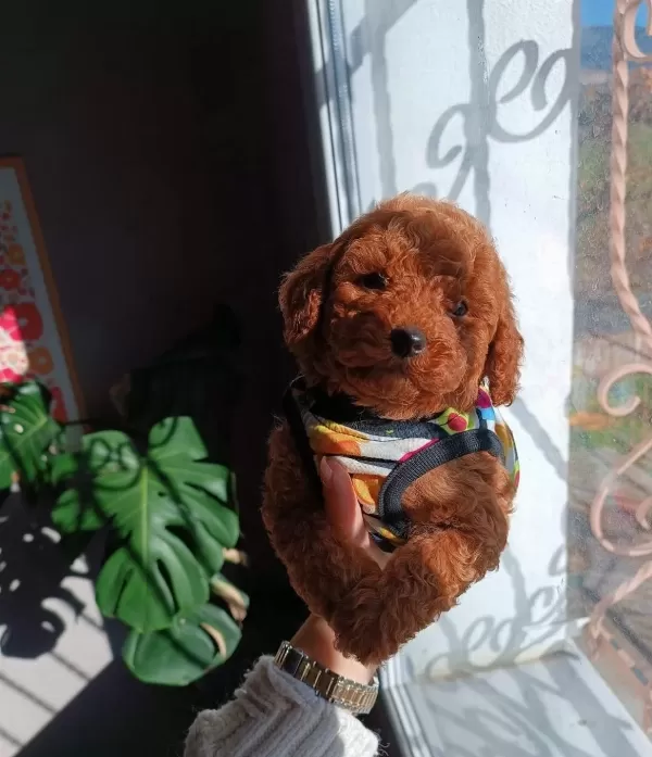 Kore Tarcın Renk Toy Poodle Bebeklerim