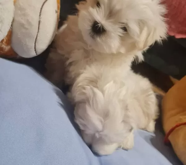 Tea Cup Kore Kan Malteselerim
