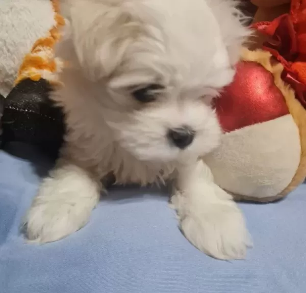 Tea Cup Kore Kan Malteselerim