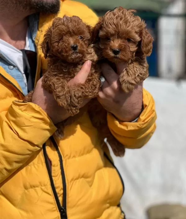 Orjinal Toy Poodle Yavrularim