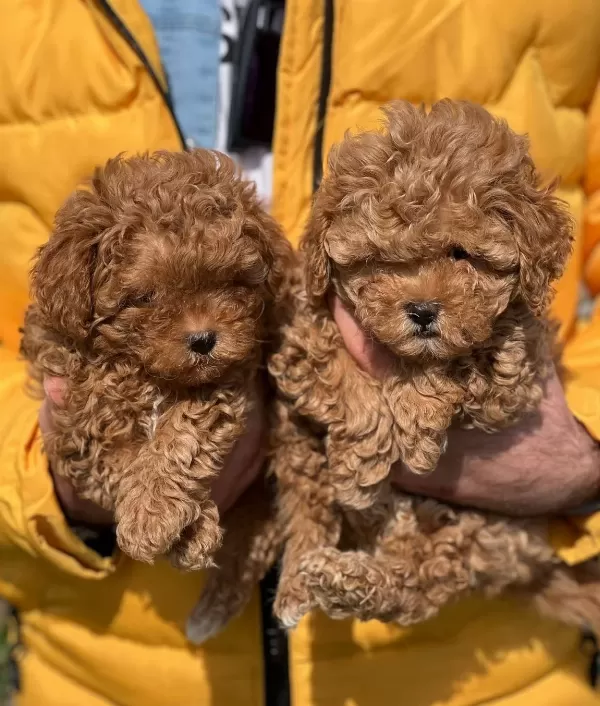 Orjinal Toy Poodle Yavrularim