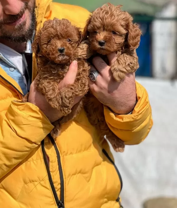 Orjinal Toy Poodle Yavrularim