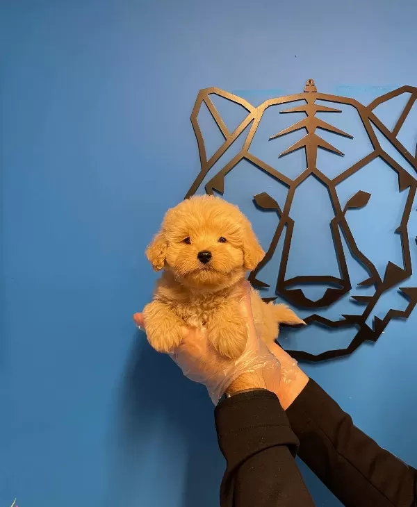 Gerçek Maltipoo Bebeklerimiz