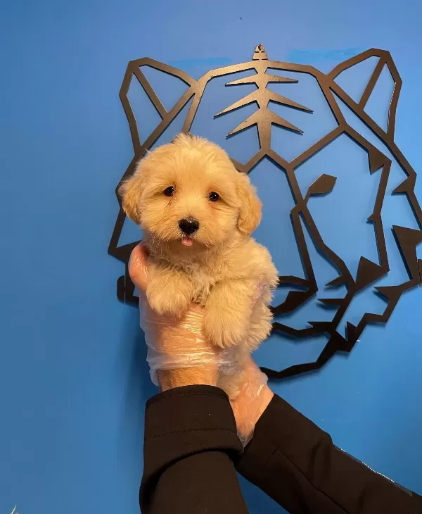 Gerçek Maltipoo Bebeklerimiz