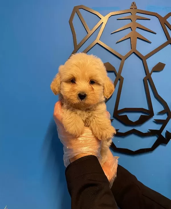 Gerçek Maltipoo Bebeklerimiz
