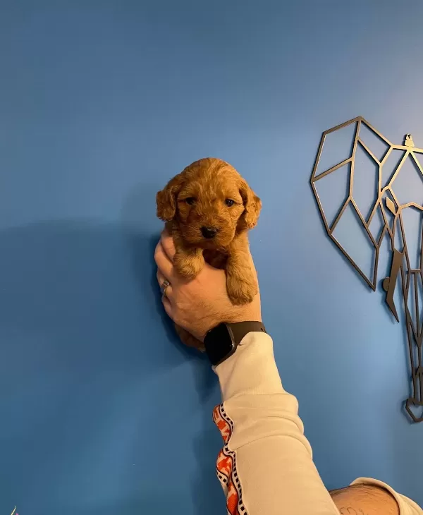 Red Browne Gerçek Maltipoo Yavrularımız