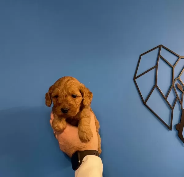 Red Browne Gerçek Maltipoo Yavrularımız
