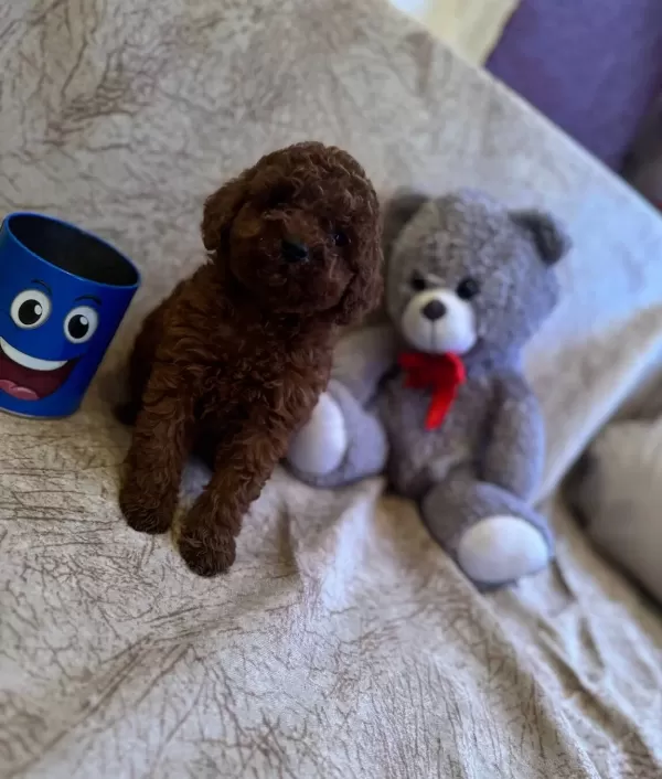 Red Brown Toy Poodle Bebeklerim
