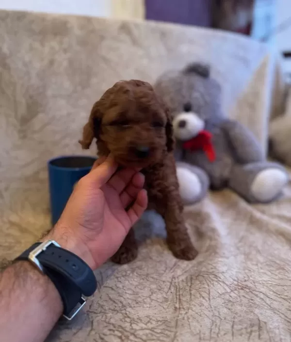 Red Brown Toy Poodle Bebeklerim