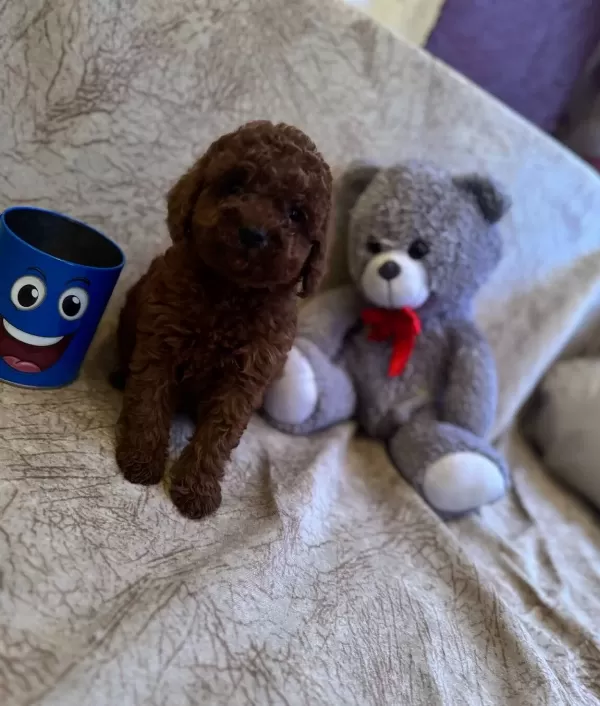 Red Brown Toy Poodle Bebeklerim
