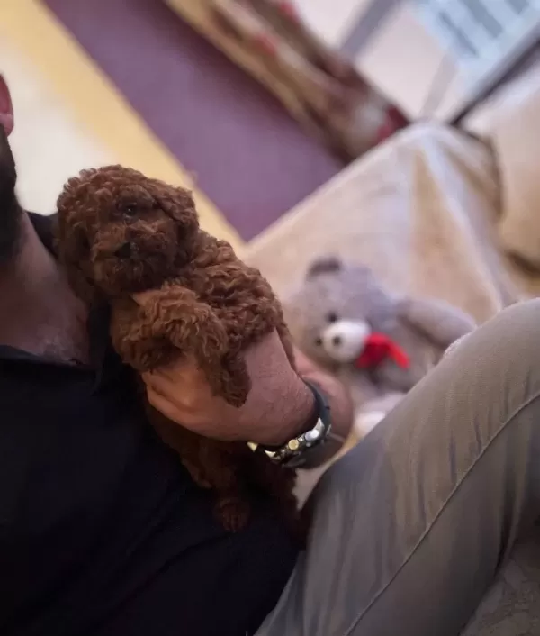 Red Brown Toy Poodle Bebeklerim
