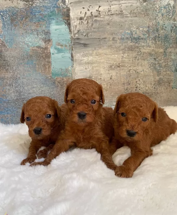 Toy Boyut Red Brown Bebekler