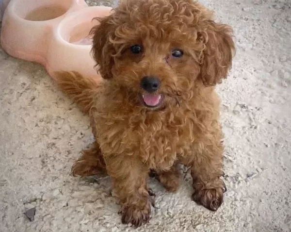 Mini Toy Poodle Yavrular