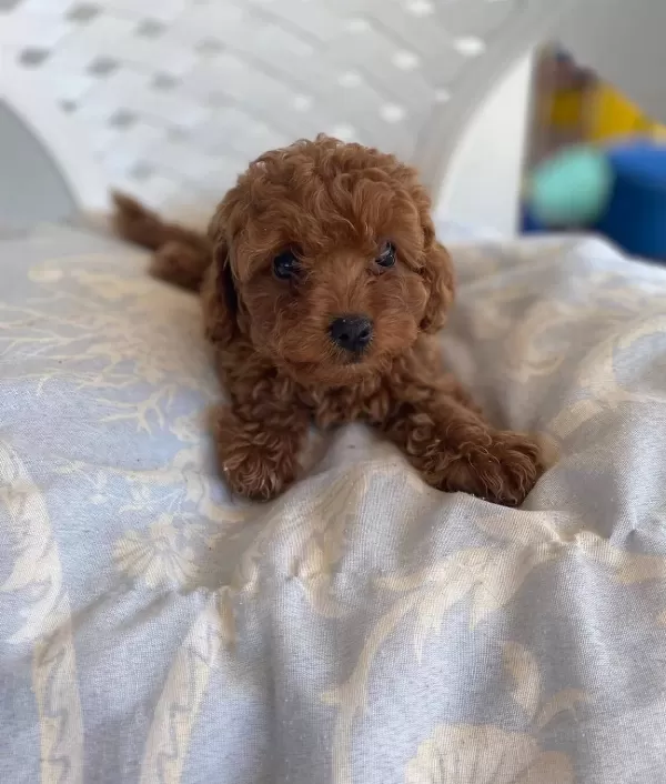 Mini Toy Poodle Yavrular