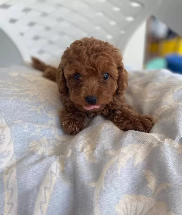 Mini Toy Poodle Yavrular