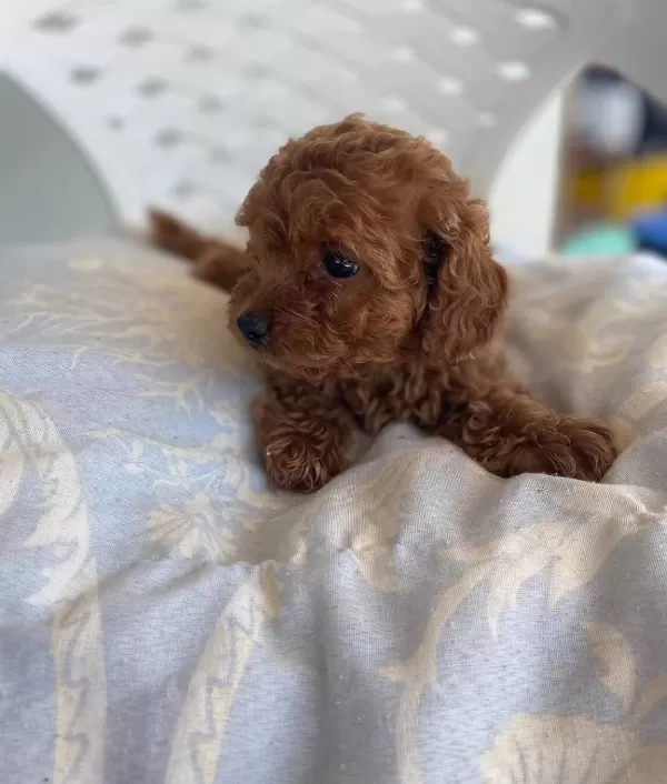 Mini Toy Poodle Yavrular