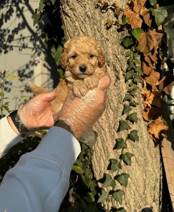 Apricot Cok Ozel Toy Poodle Bebeklerimiz