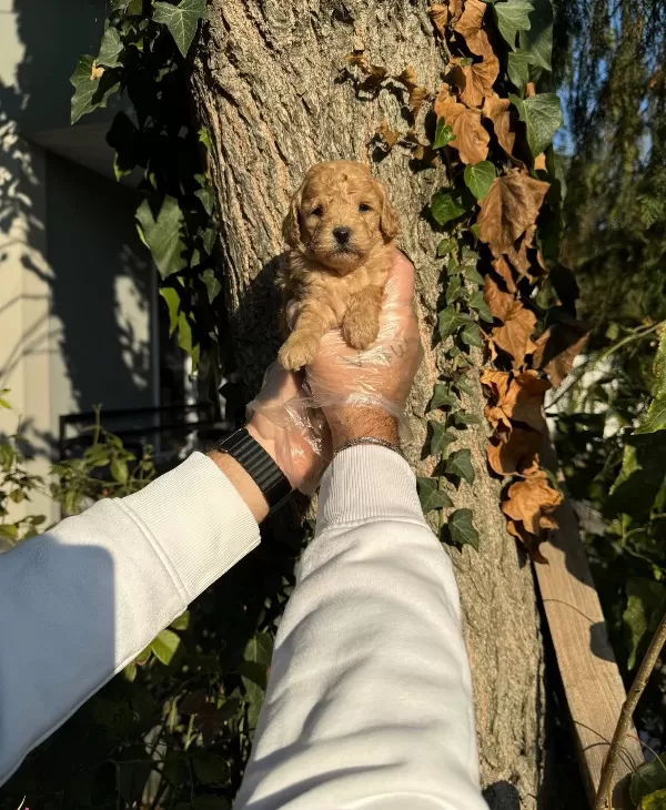 Apricot Cok Ozel Toy Poodle Bebeklerimiz