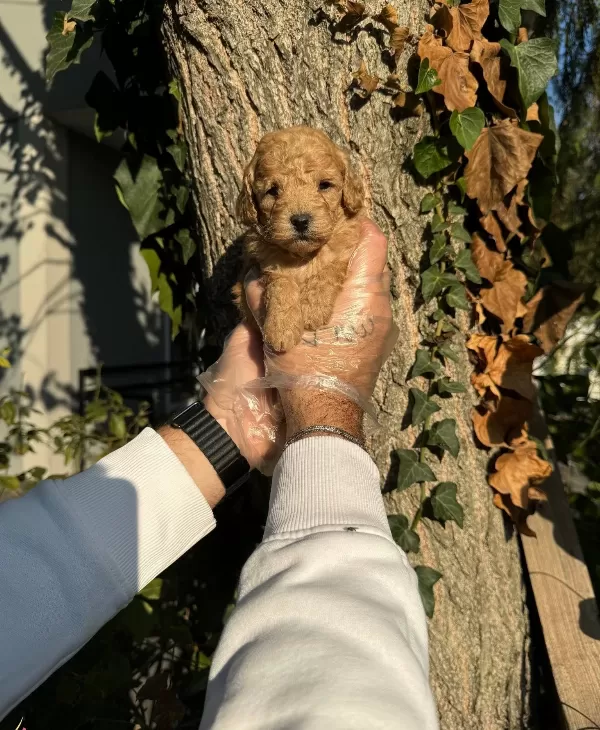 Apricot Cok Ozel Toy Poodle Bebeklerimiz