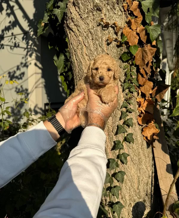 Apricot Cok Ozel Toy Poodle Bebeklerimiz