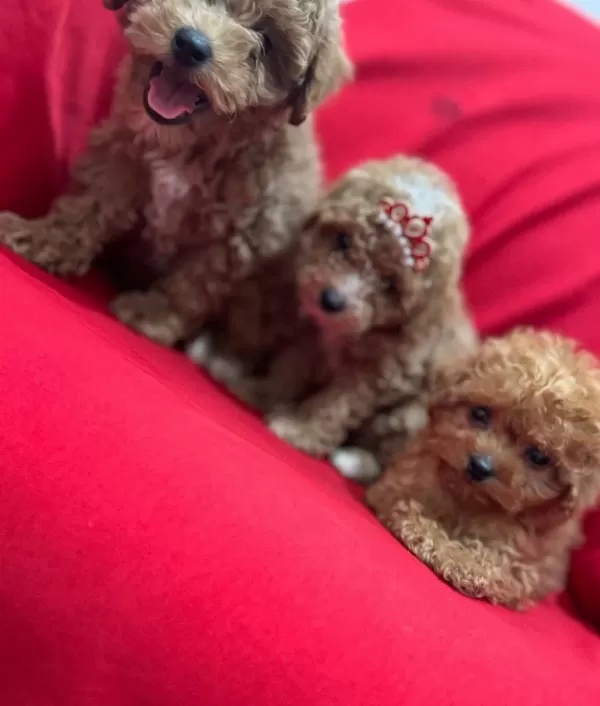 Toy Poodle Bebeklerimiz