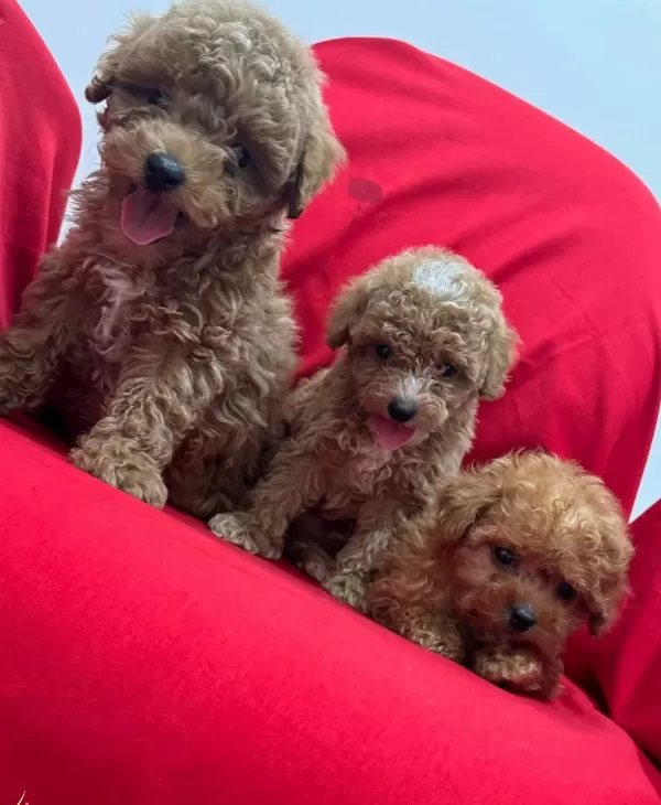 Toy Poodle Bebeklerimiz