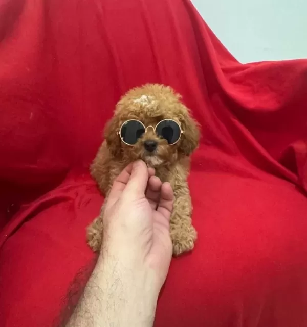 Karizmatik Toy Poodle Bebeklerim