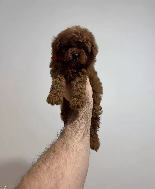 Karizmatik Toy Poodle Bebeklerim