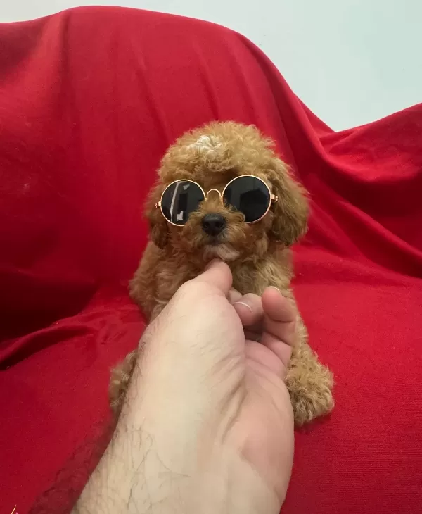 Karizmatik Toy Poodle Bebeklerim