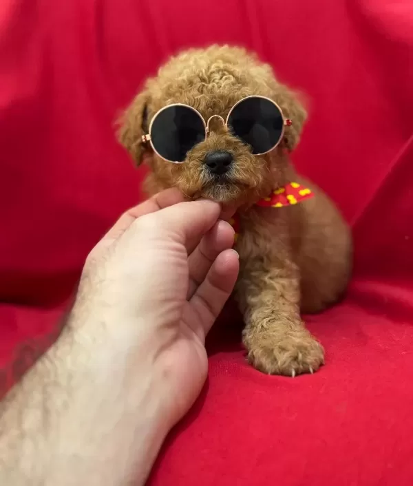 Karizmatik Toy Poodle Bebeklerim