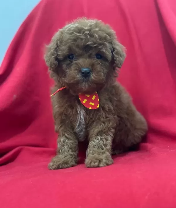 Karizmatik Toy Poodle Bebeklerim