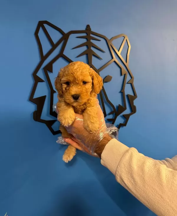 Apricot Renk Toy Poodle Bebeklerimiz