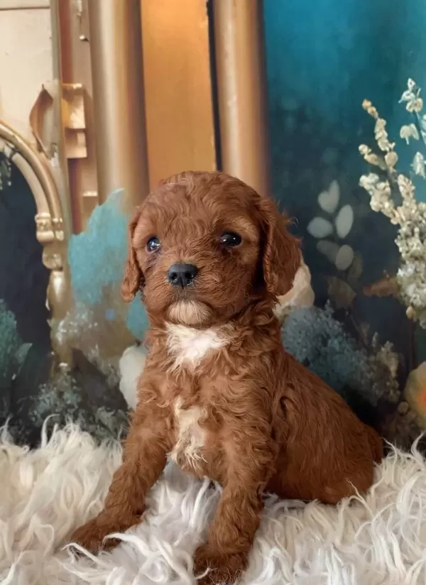2 Aylık Cavapoo Yavruları